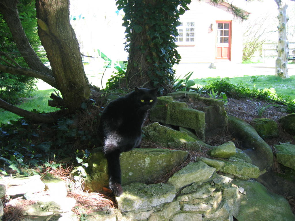 Cat In Gardens